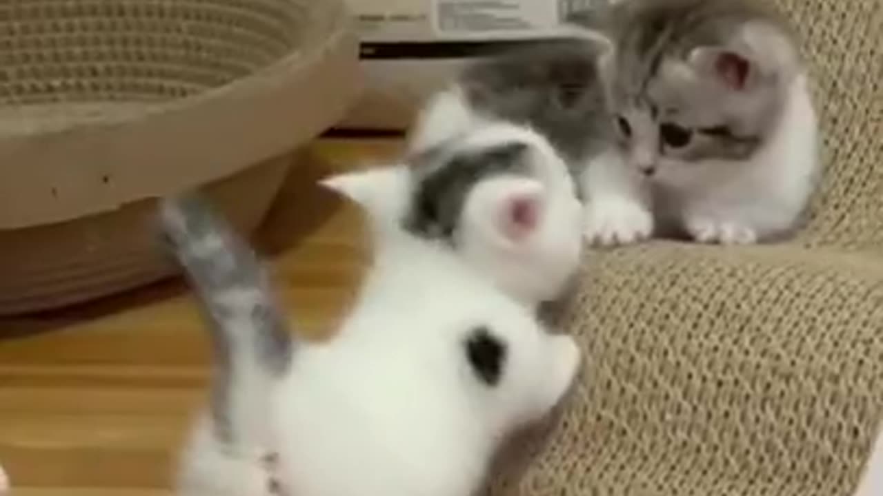 Cute Cat 🐈 video 😊😊