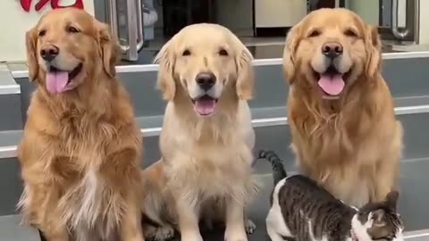 Furry family photo