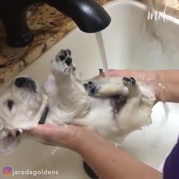 A warm puppy bath 💙🛁