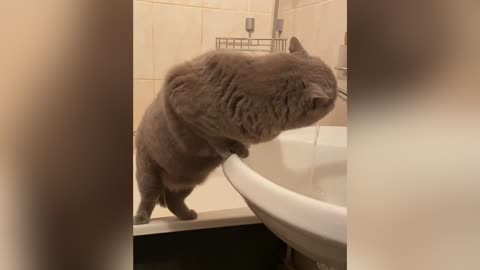 British cat is drinking water directly from the tap