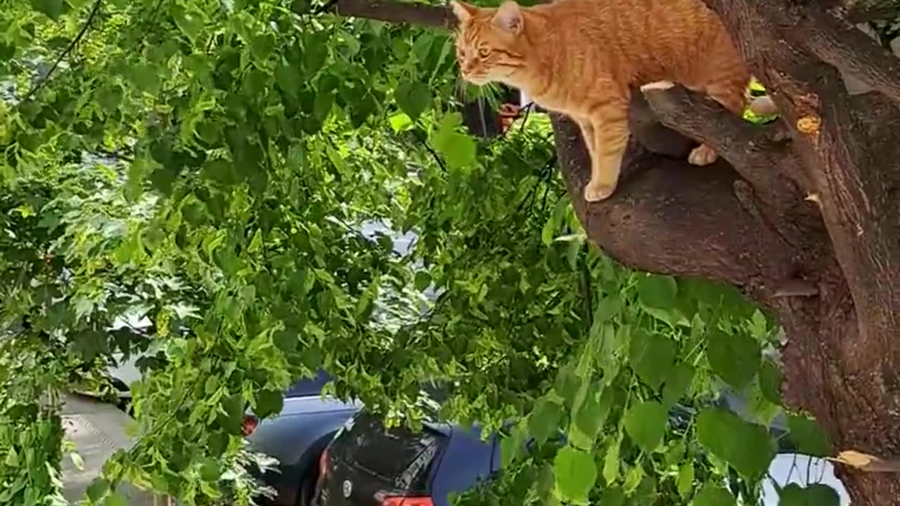 Cat Deftly Climbs Tree for Treat / Metamedia