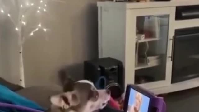 Funny Animals Videos. Dogs and Cats Videos. Try Not To Laugh.