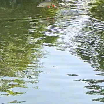 Fish jumping in slow motion / beautiful fish jumping / fish in the river.