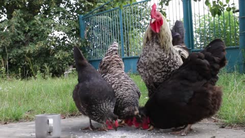 Chicken Cock Chickens Village Elitexpo Bird