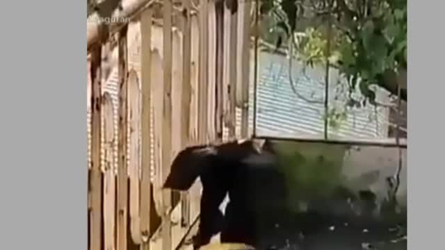 Funny of dog and monkey friendship videos