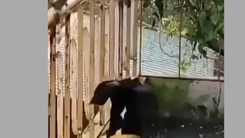 Funny of dog and monkey friendship videos