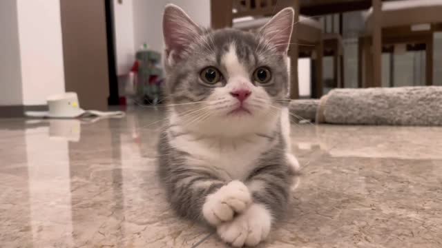 It seems that the cat has eaten too much