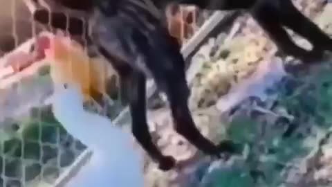 Funniest Animals Video 2023 - Funny dog and cat videos