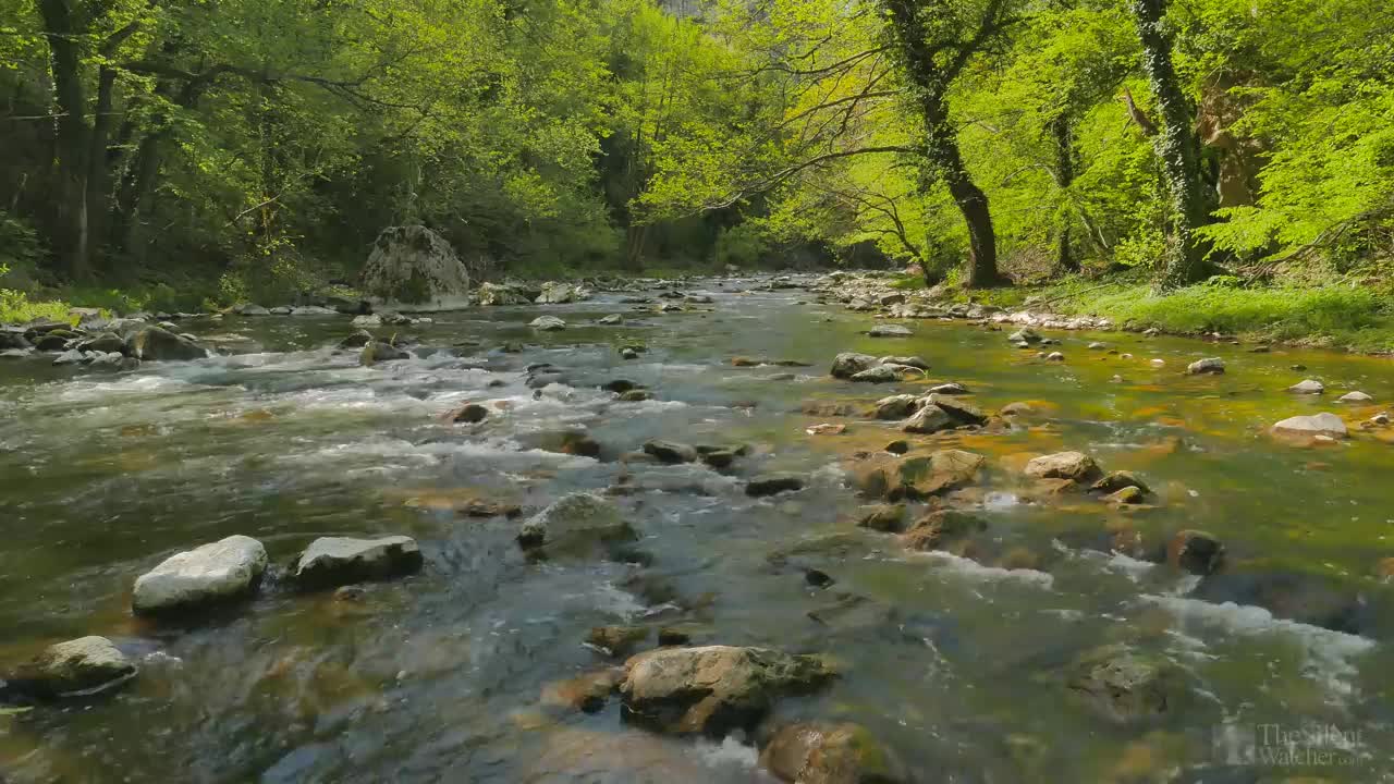 Relaxing River - Nature Video - Water Stream & Birdsong Sounds - Sleep_Study_Meditate