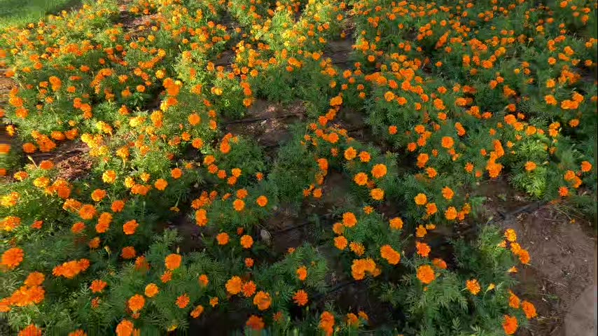 natural flowers 💐 at alain near qasr al muwaiji