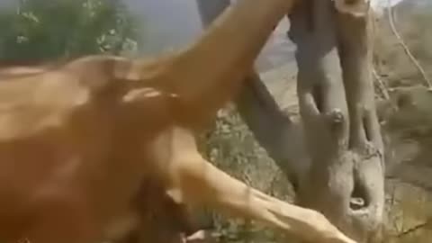 amazing video