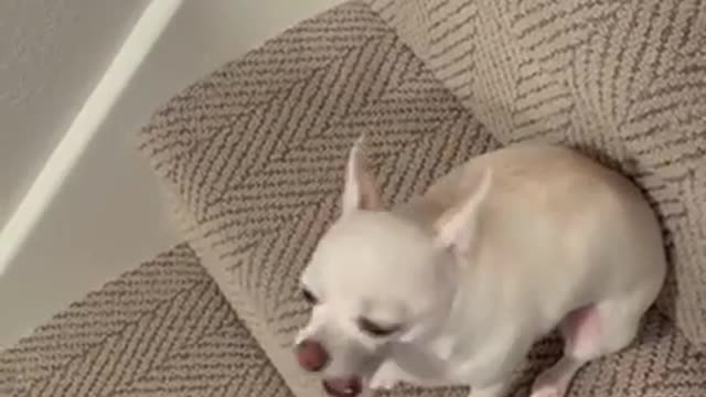 Top funny cute dog