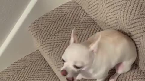 Top funny cute dog