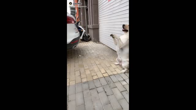 Talented dog video by zfkkhan