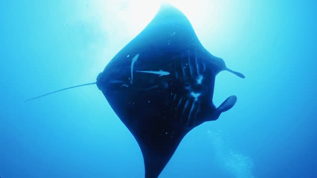 The Giant Manta Rays