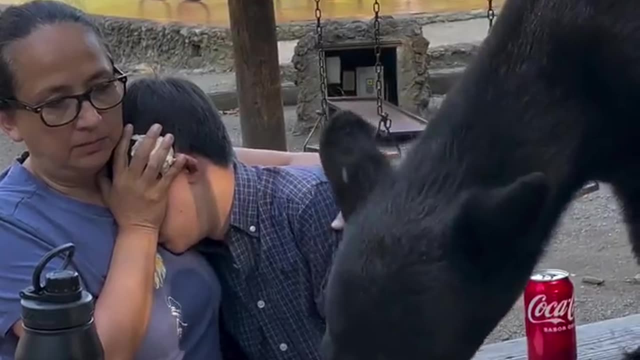 Bear eats mother and son tacos right beside them