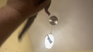 Sugar Gliders Leap From Hanging Light