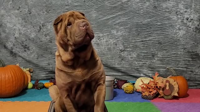 Aurora "ONE PROP" Turkey Roaster 11/22