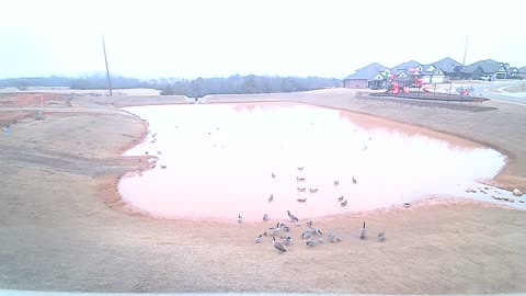 The Pond