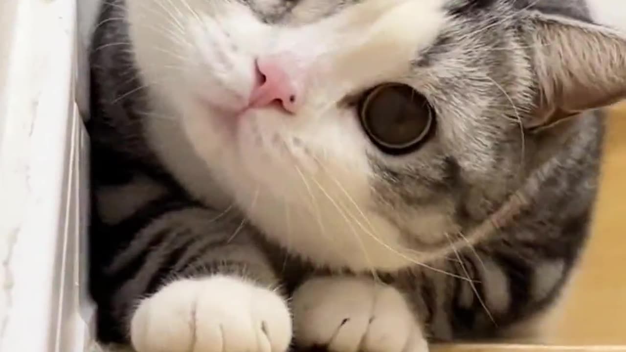 Funny animals videos | Cute animal videos | Funny Dog&Cats videos |Hilarious pet video| Funny video