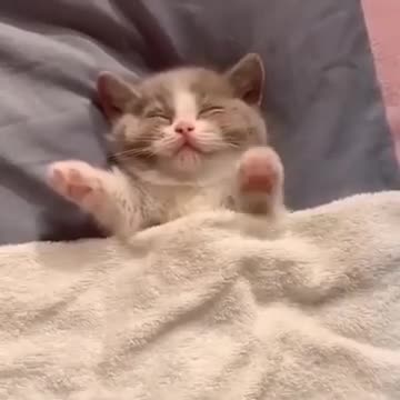 Shhh.... Kitty's Sleeping In A Cutest Way 💕