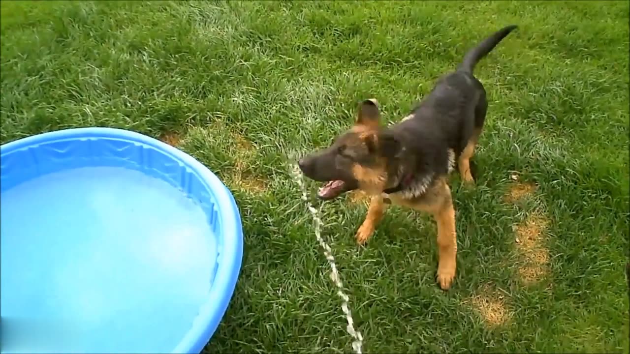 Baby German Shepherds Swimming