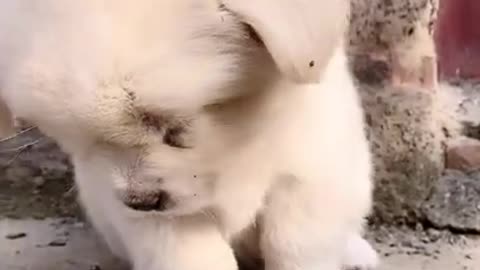 So Cute dog .