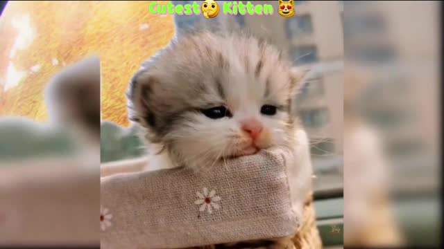 Cutest 🤩😍Kitten 😸 😍 Video | Funny Kitten 😸 |#Reaction #Viral #Clips #Shortvideo