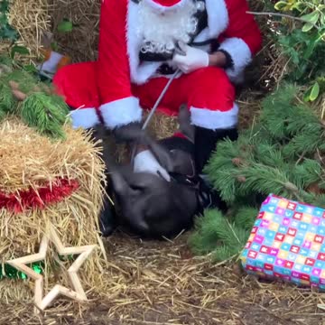 santa i want unlimited doggy food dog training and donate to brain training and shelter for all dogs