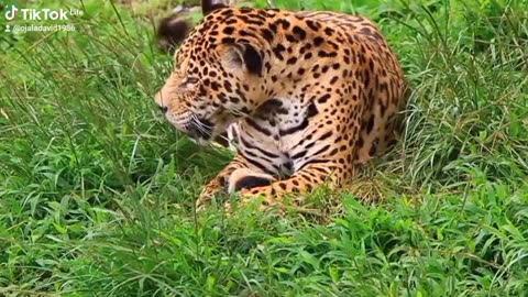 Hungry tiger