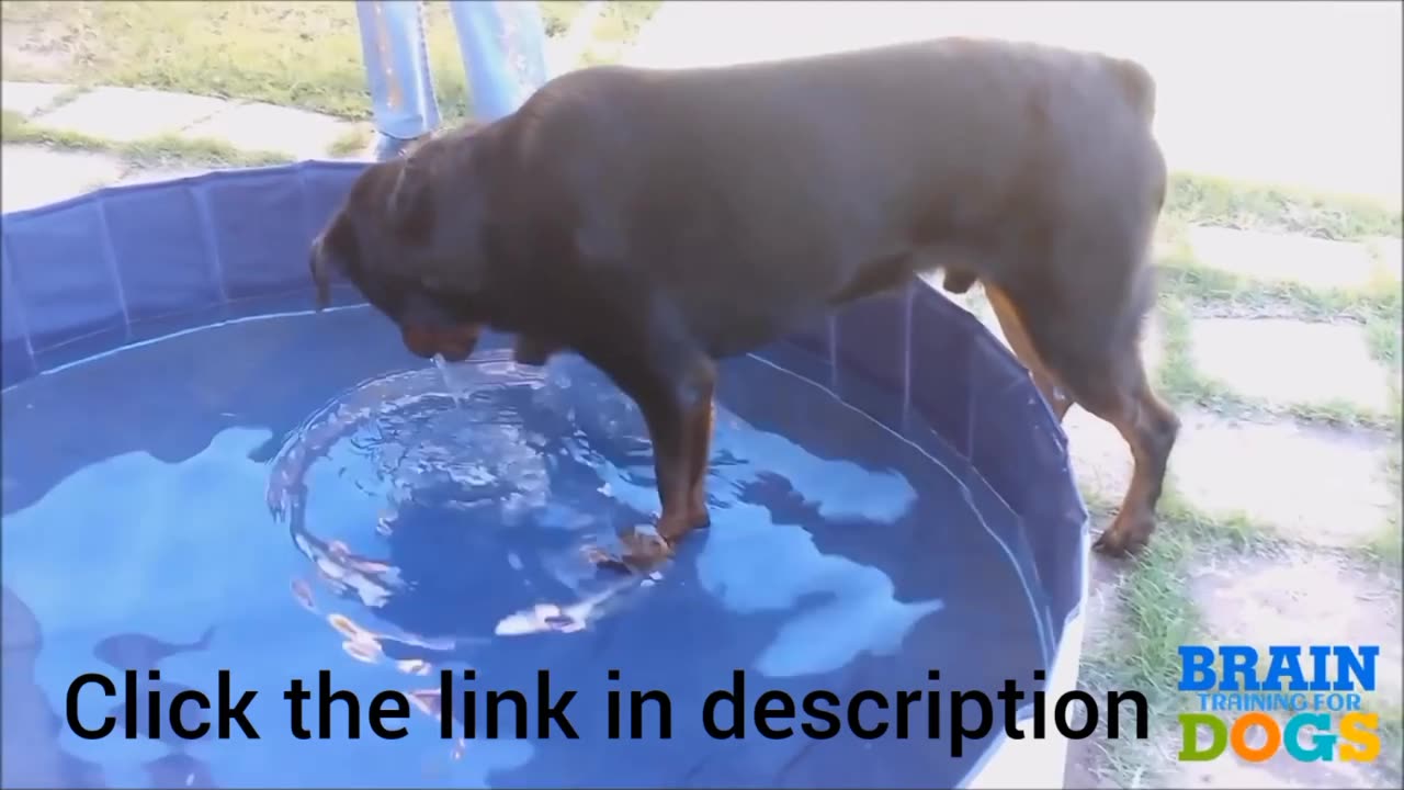 Brain training for dogs - Turn your dog into genius