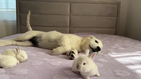 Golden Retriever Puppy Meets Tiny Bunnies for the First Time