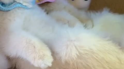 Cute and funny cat video.