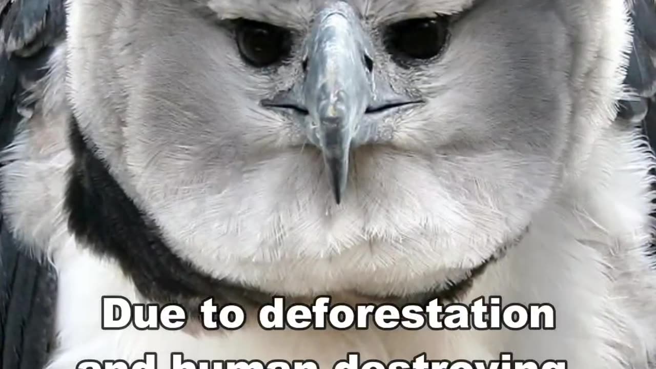 Harpy Eagle _ Terror Of The Sky