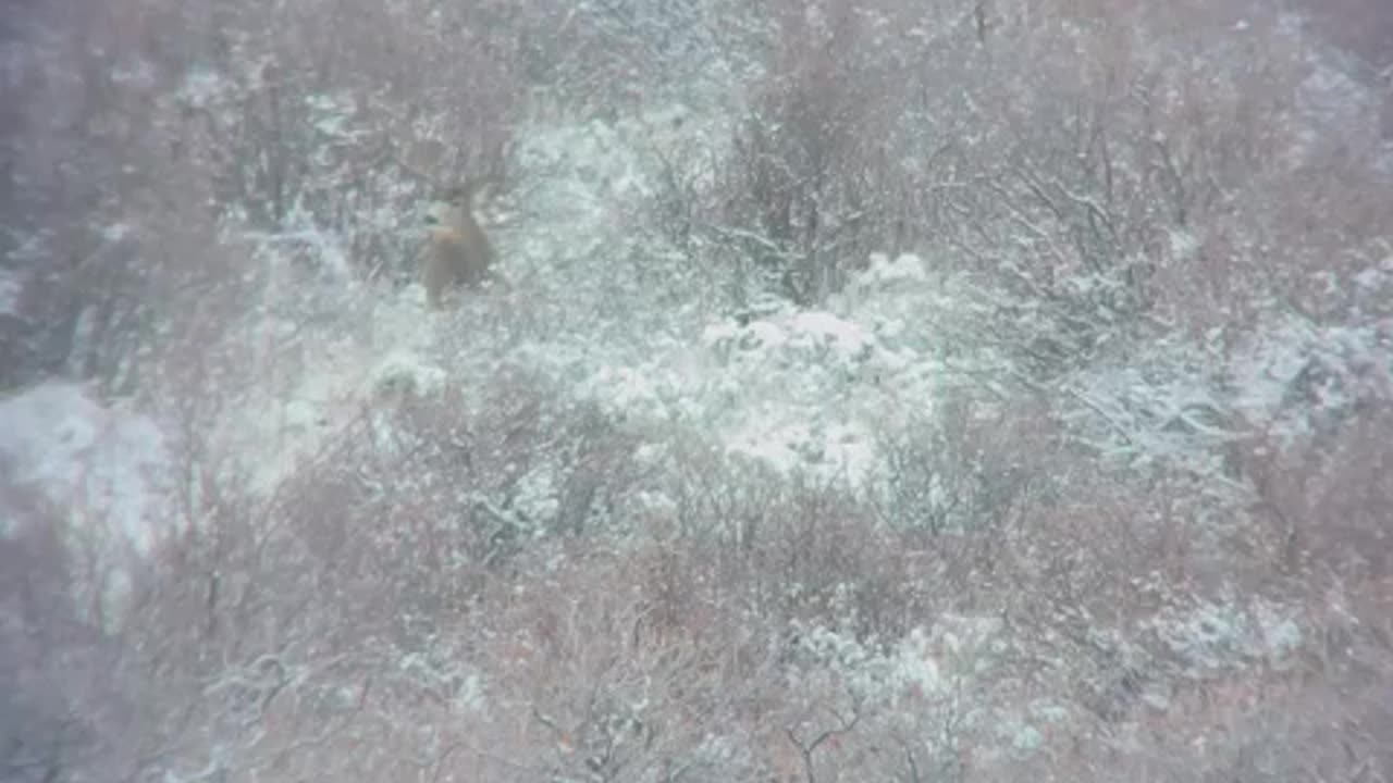 Wife shoots great general Mule Deer Buck // Killshot Hunting