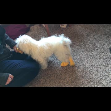 If it walks like a duck...