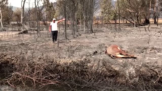 Death toll hits 26 in Algerian wildfires - minister