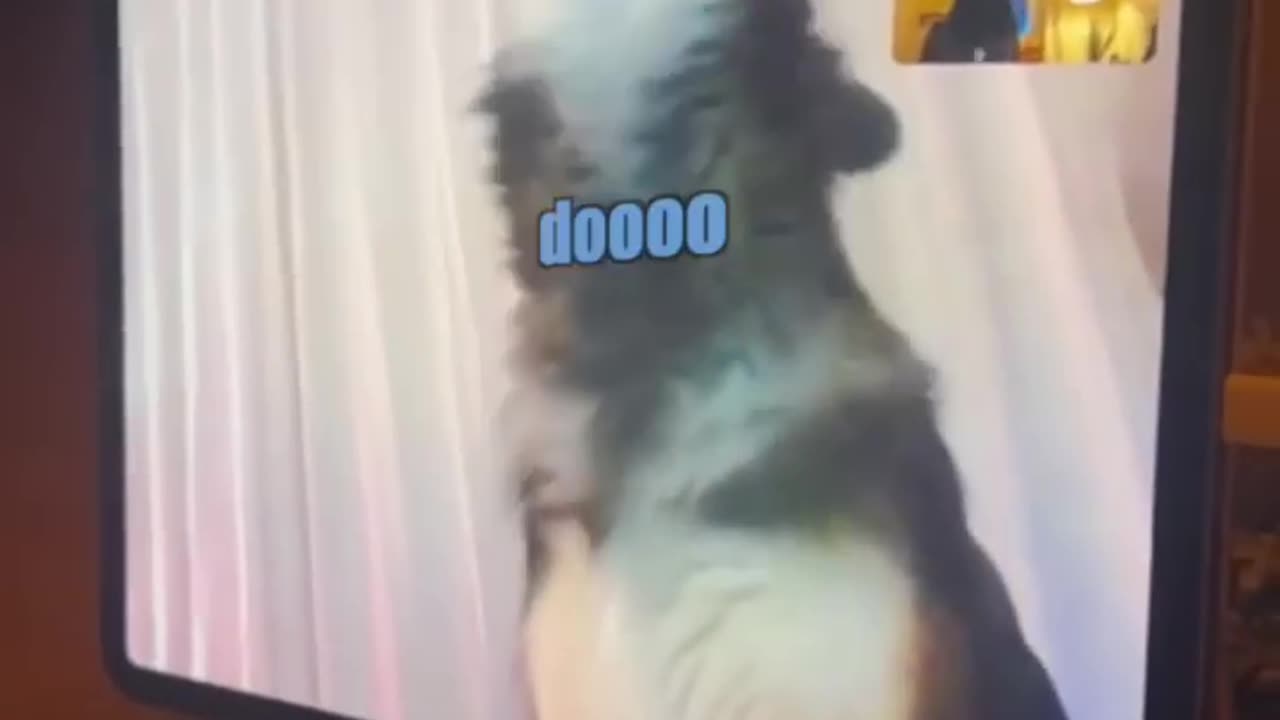 Funny Dogs FaceTime