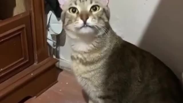 #####Cute Crazy Cats Funny Viral Clips Best #funny Cats #shorts Video #trending #animals #reels