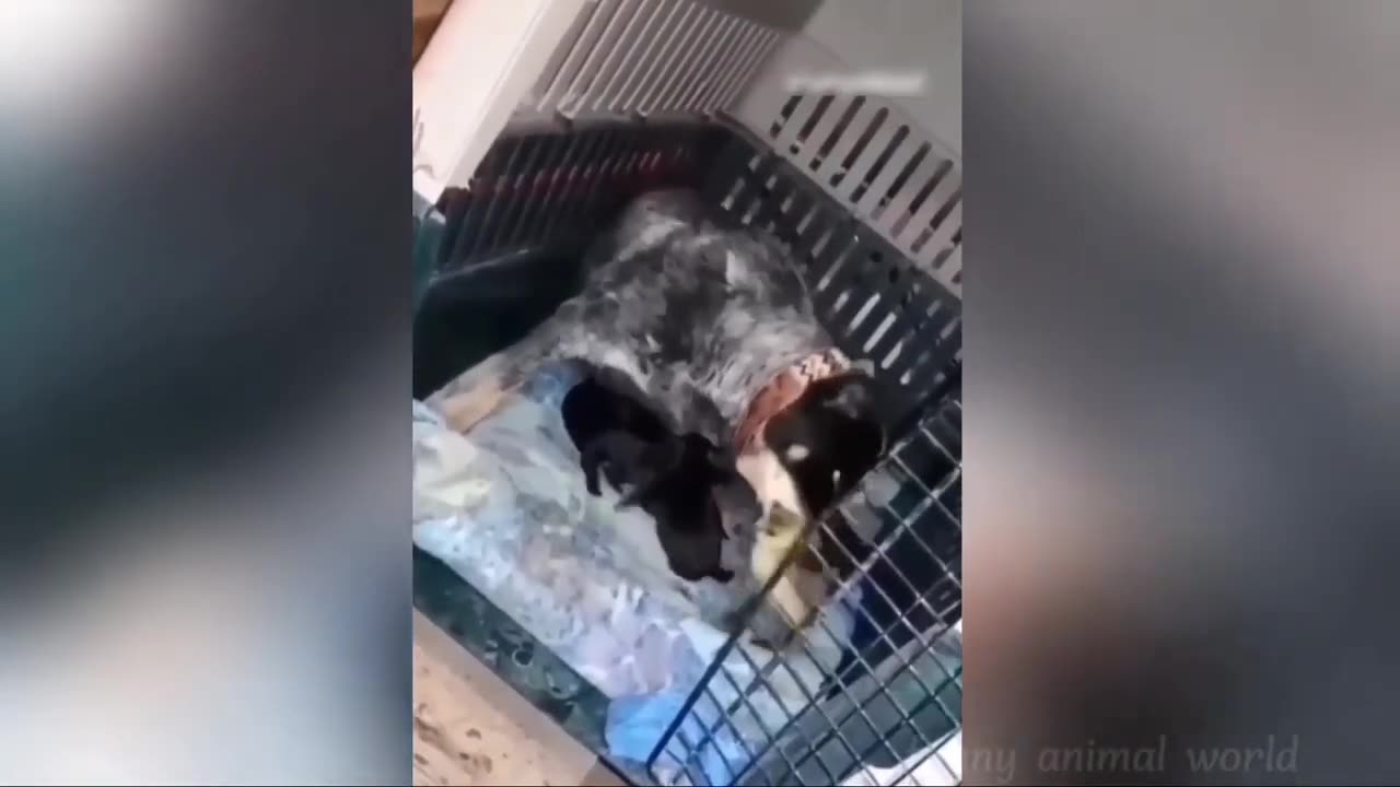 New Funny animal videos 2024 😂 || Funniest cats and dogs videos🐶🐱