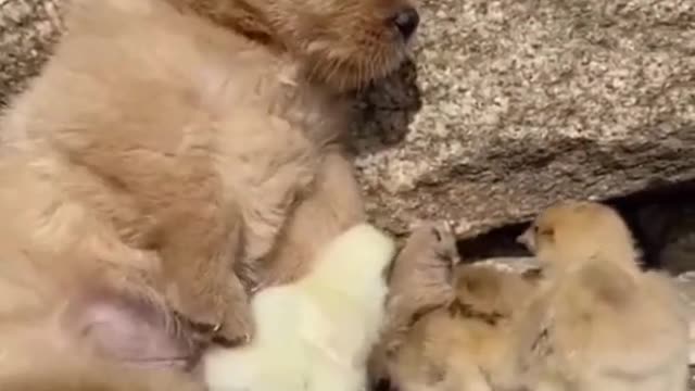 Mother dog of chicks and ducks