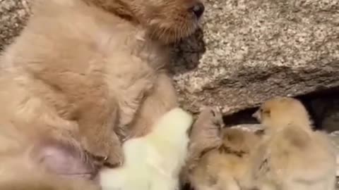 Mother dog of chicks and ducks