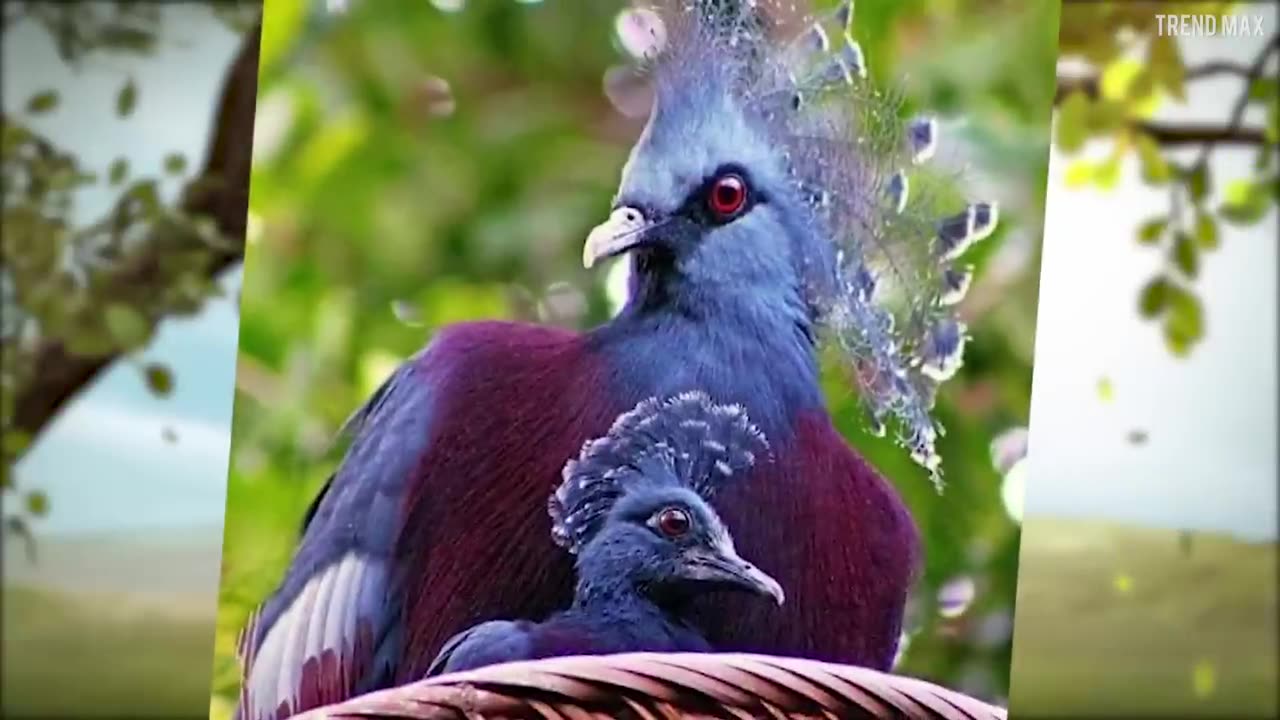 The MOST BEAUTIFUL BIRDS In The World