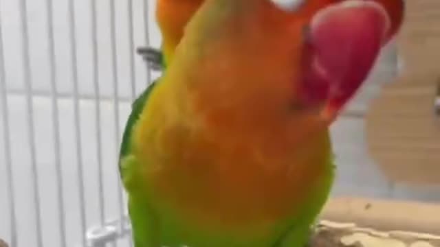 Beautiful red and green parrot