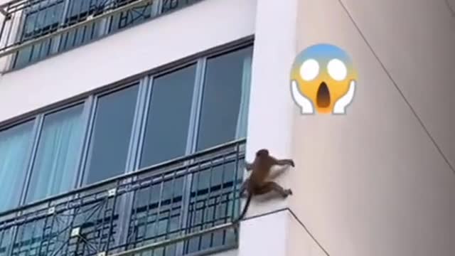 Monkeys seen climbingdown Bukit Timah condo