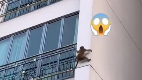 Monkeys seen climbingdown Bukit Timah condo