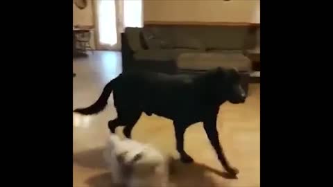 TRY NOT TO LAUGH At Funny Dog Video Compilation 2021