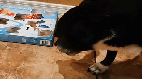Pepper is living her best life with these daily surprises! 🐶🎁