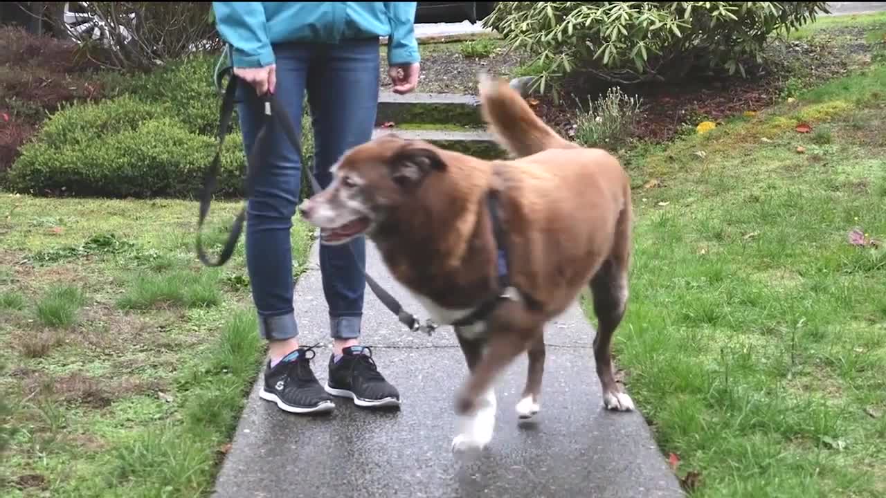 Stop Dog From Pulling on the Leash