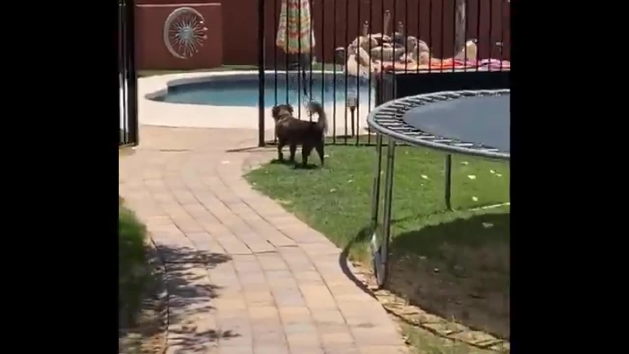 Funniest Animals 🐧 - Best Of The 2020 Funny Animal Videos 😁 - Cutest Animals Ever